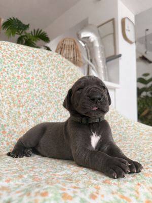 Les chiots de Dogue allemand