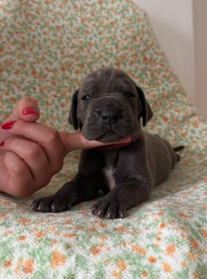 Les chiots de Dogue allemand