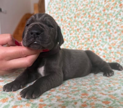 Les chiots de Dogue allemand