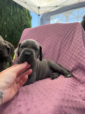 Les chiots de Dogue allemand