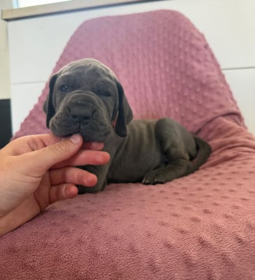 Les chiots de Dogue allemand