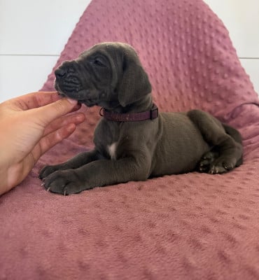 Les chiots de Dogue allemand
