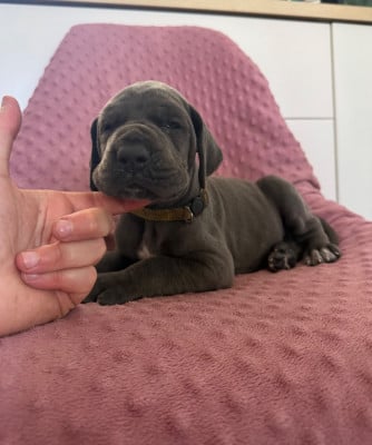 Les chiots de Dogue allemand
