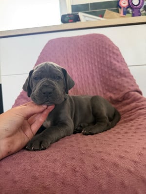 Les chiots de Dogue allemand