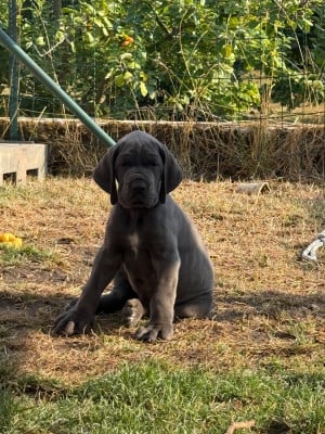 Les chiots de Dogue allemand