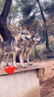 Des Loups Du Luberon