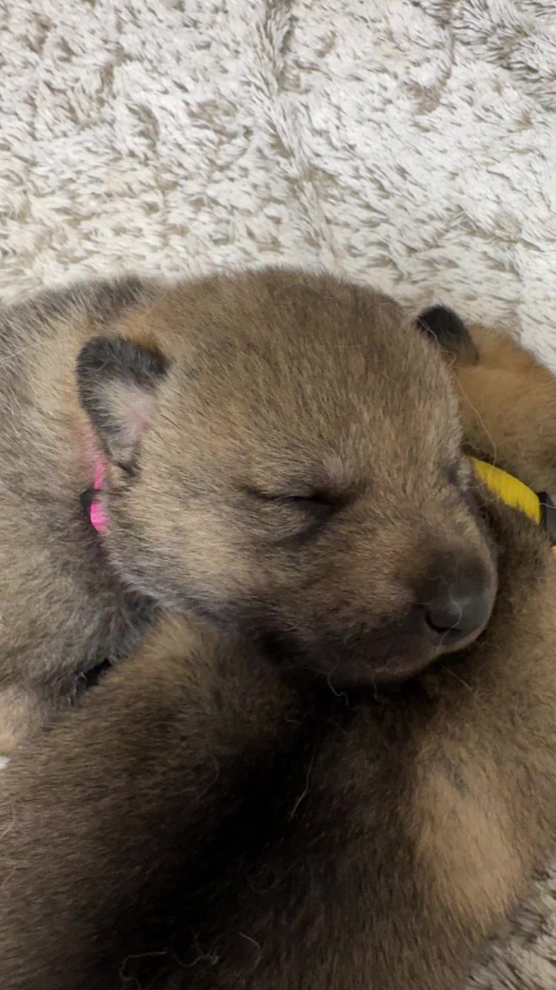 Chien-loup tchecoslovaque - Des Loups Du Luberon