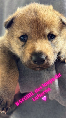 Les chiots de Chien-loup tchecoslovaque