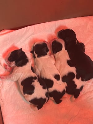 Les chiots de Shih Tzu