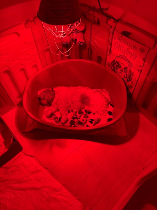 Shih Tzu - de Gael le Tensorer