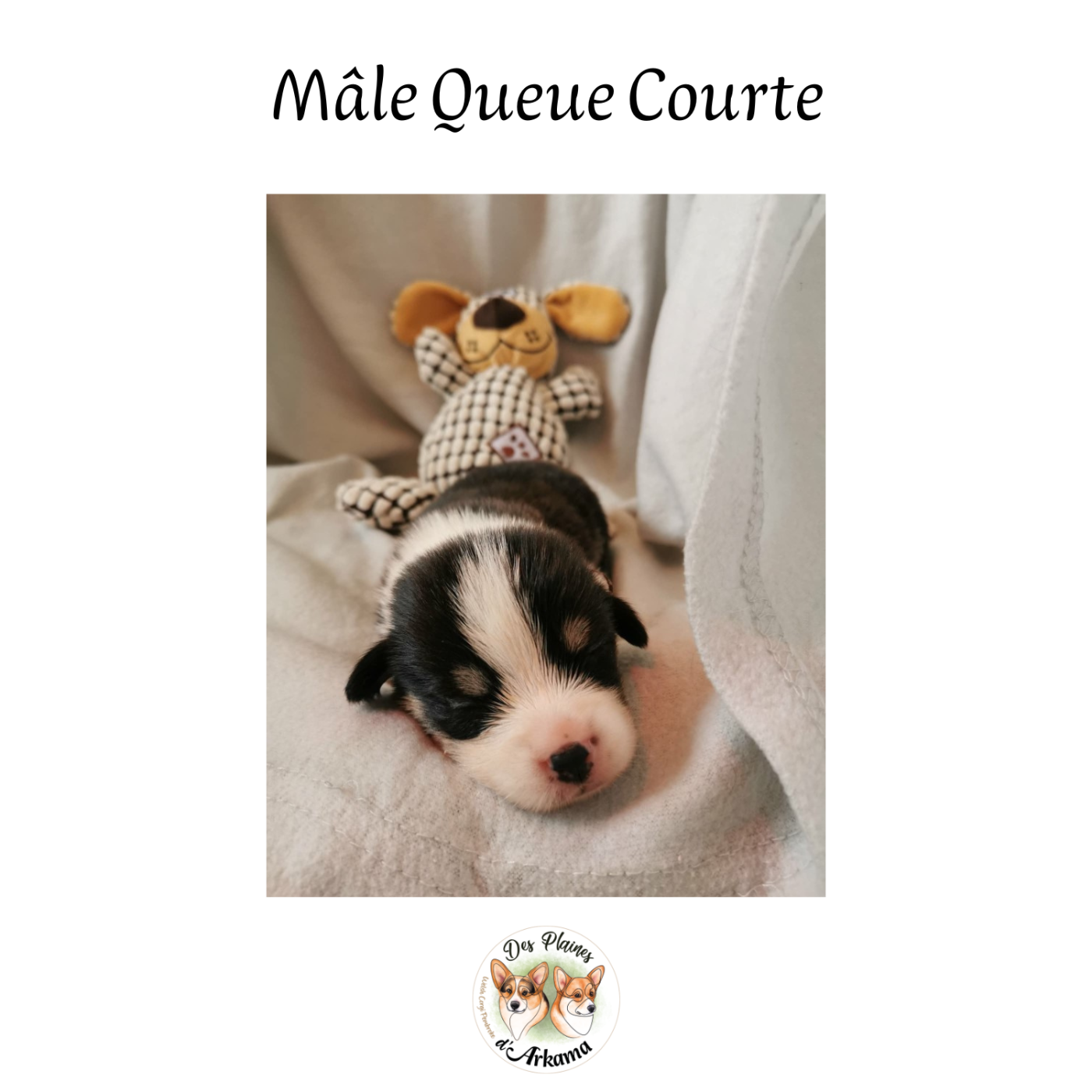 Bleuet Des Plaines d'Arkama Chiot N°3