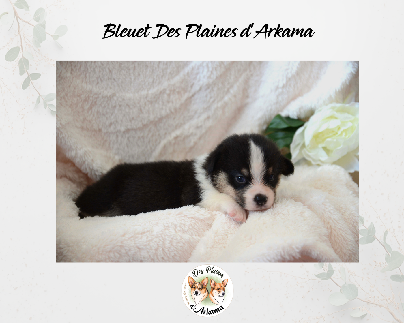 Bleuet Des Plaines d'Arkama Chiot N°3