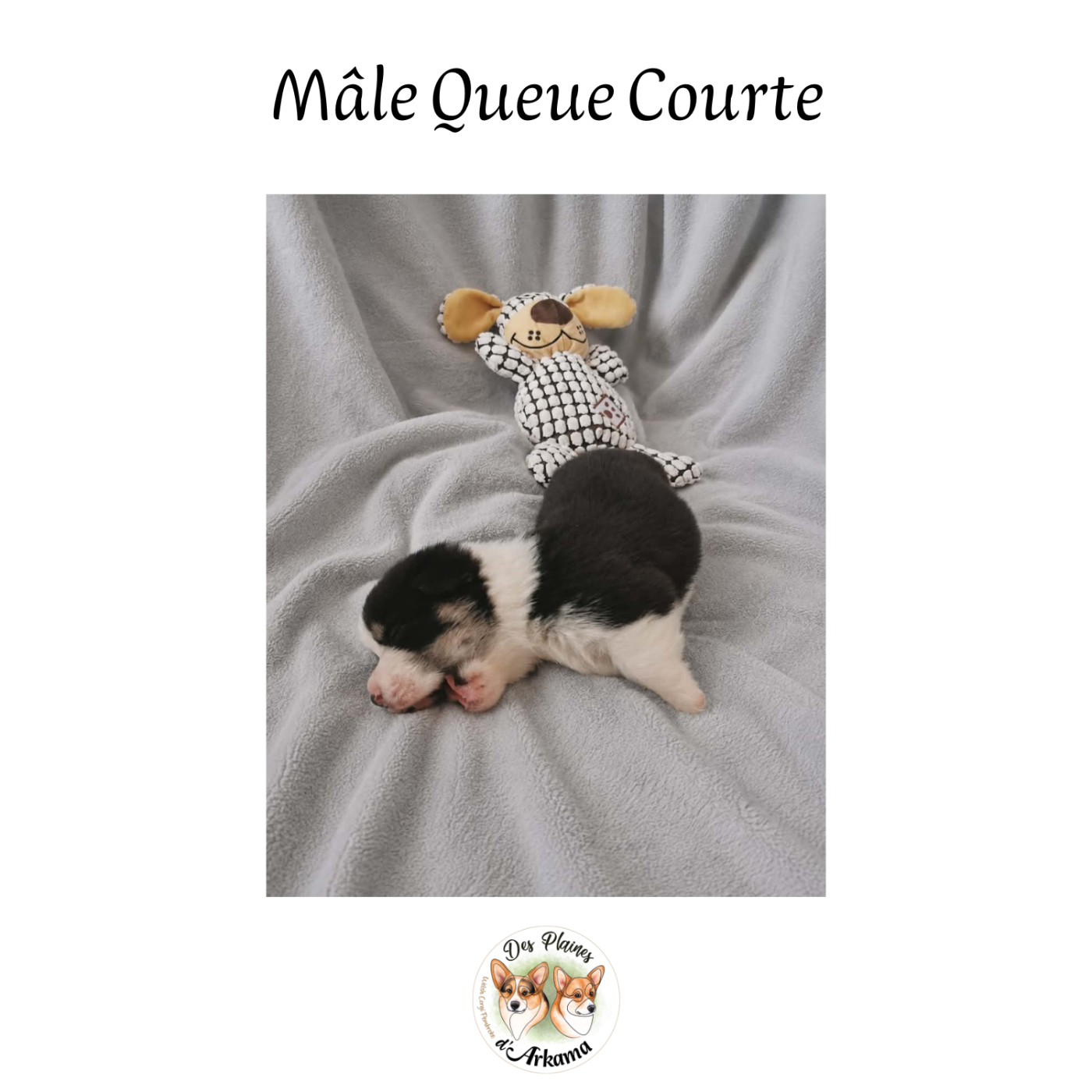 Bambou Des Plaines d'Arkama Chiot N°4