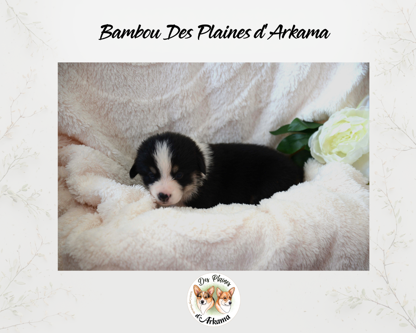 Bambou Des Plaines d'Arkama Chiot N°4