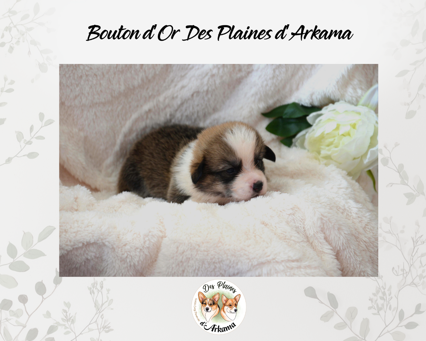Bouton d'Or Des Plaines d'Arkama Chiot N°5