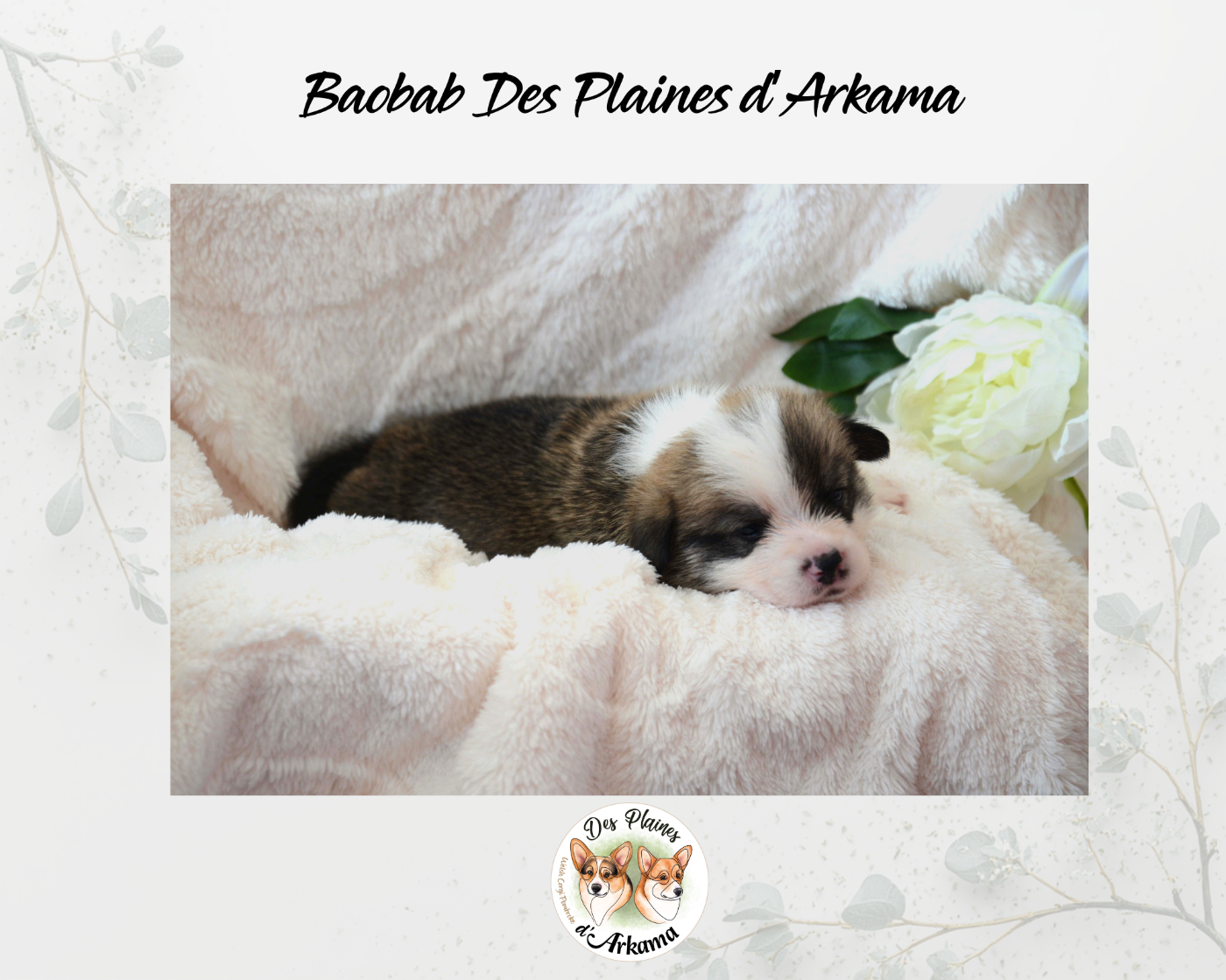 Baobab Des Plaines d'Arkama Chiot N°6