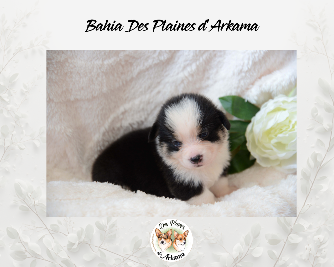 Blue Bahia Des Plaines d'Arkama Chiot N°1