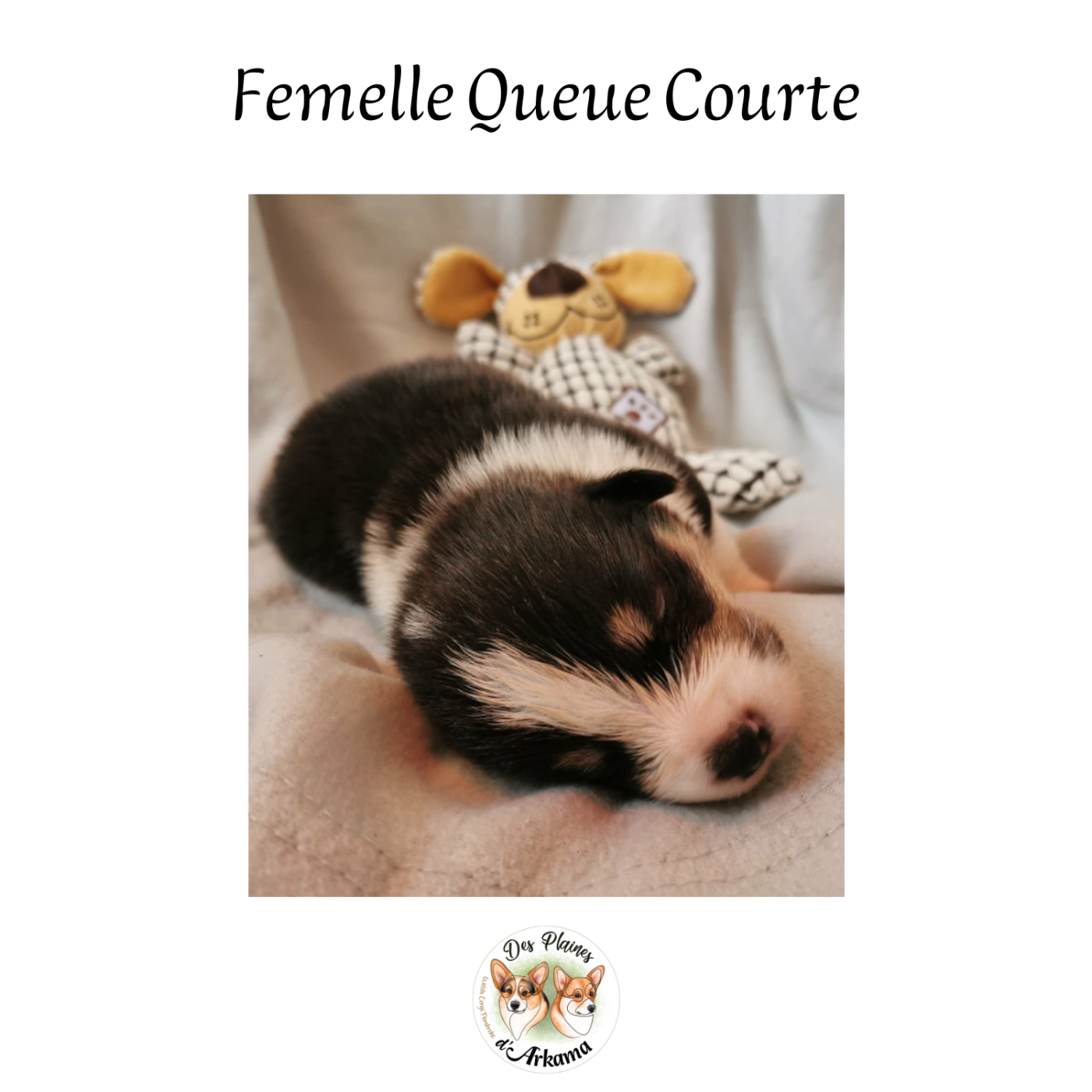 Belle de Nuit Des Plaines d'Arkama Chiot N°2