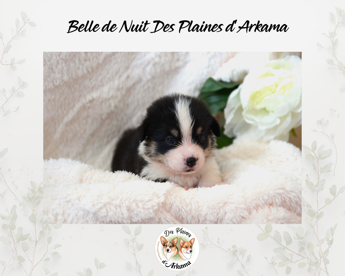 Belle de Nuit Des Plaines d'Arkama Chiot N°2