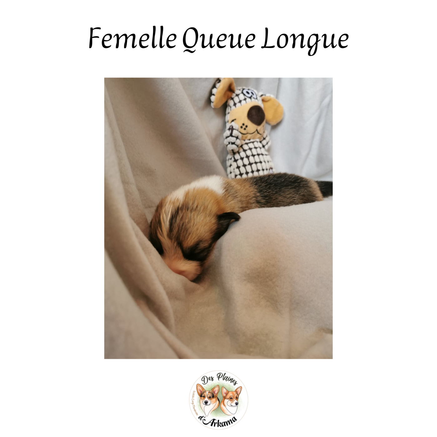 Brindille Des Plaines d'Arkama Chiot N°7