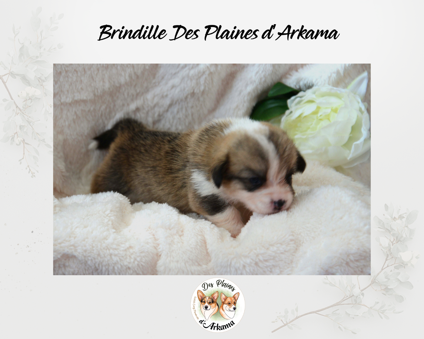 Brindille Des Plaines d'Arkama Chiot N°7