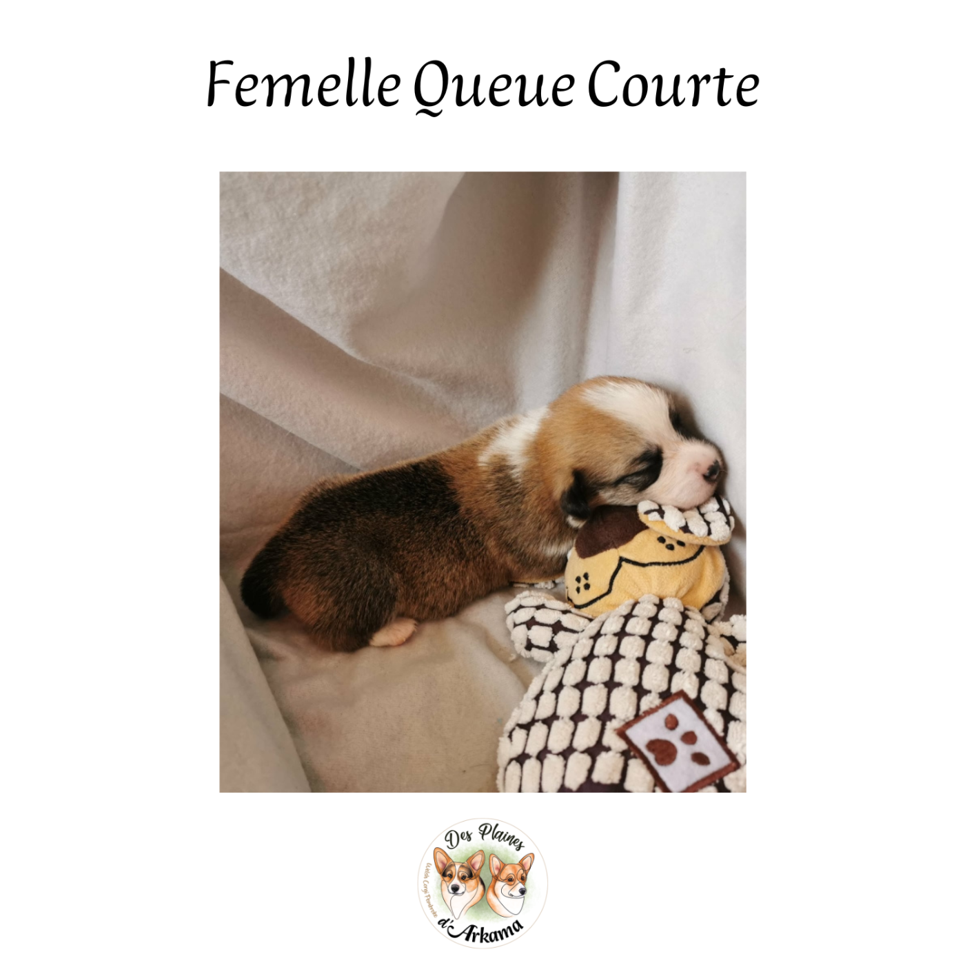 Belle de Jour des Plaines d'Arkama Chiot N°8