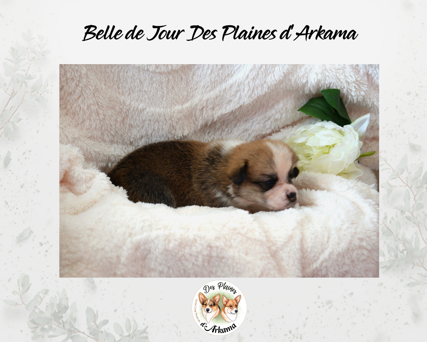 Belle de Jour des Plaines d'Arkama Chiot N°8