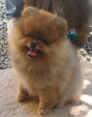 Spitz allemand