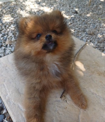 Bloom - Spitz allemand