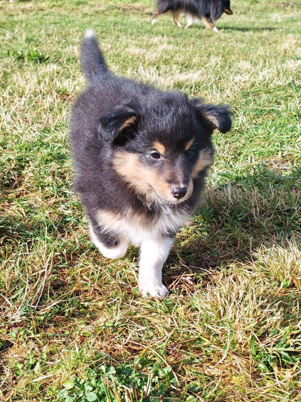Aragorn - Shetland Sheepdog
