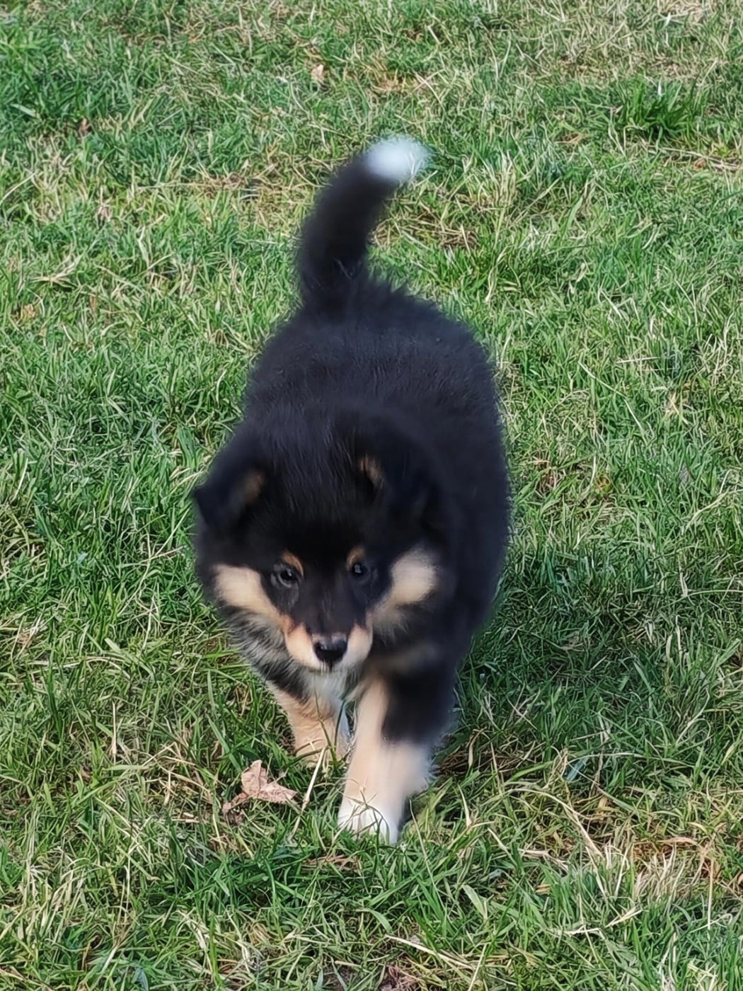 Albus - Shetland Sheepdog