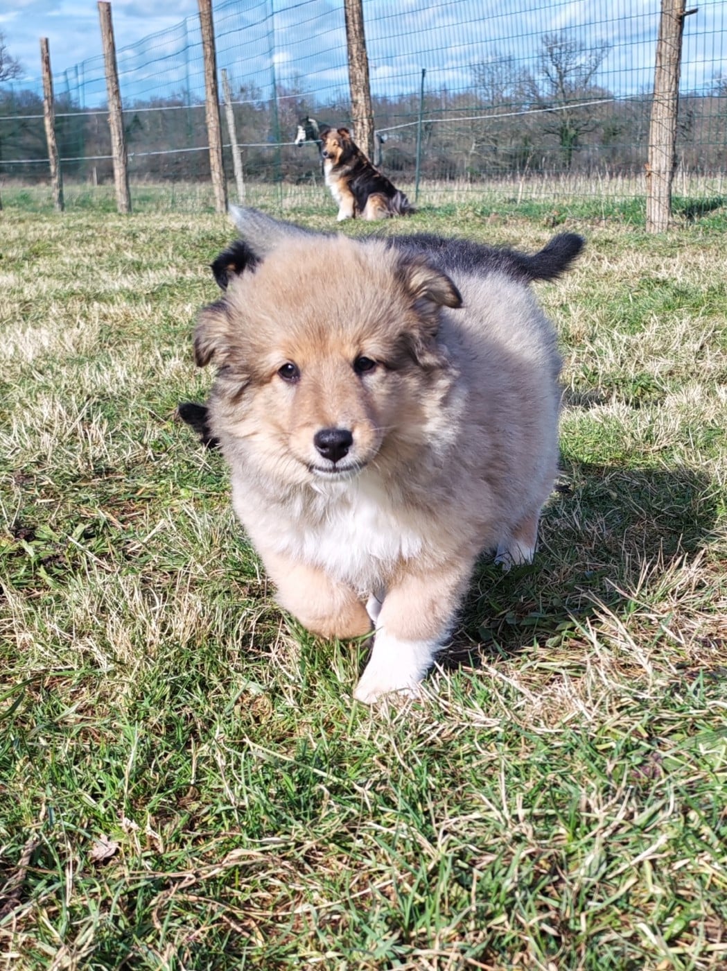 Archibald - Shetland Sheepdog