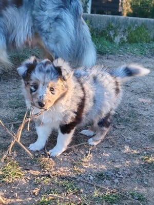 Les chiots de Shetland Sheepdog