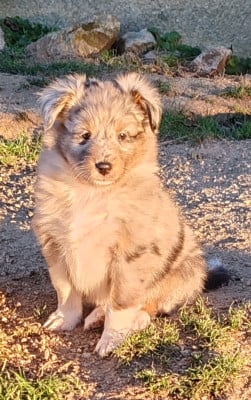Les chiots de Shetland Sheepdog