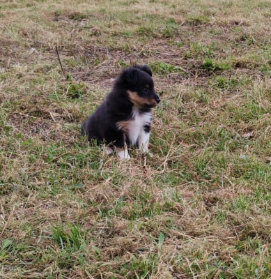 Les chiots de Shetland Sheepdog
