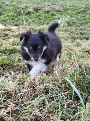 Les chiots de Shetland Sheepdog