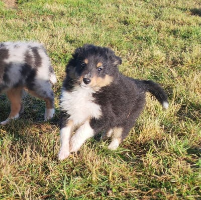 Les chiots de Shetland Sheepdog