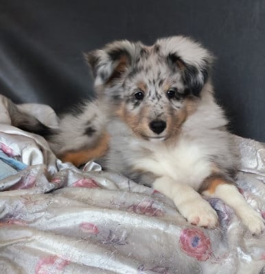 Les chiots de Shetland Sheepdog