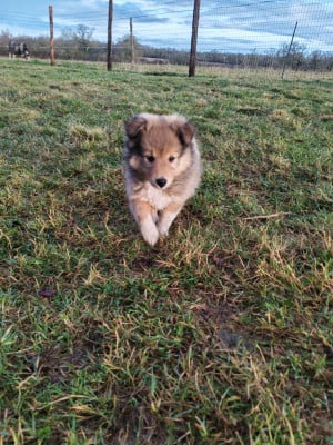 Alto - Shetland Sheepdog