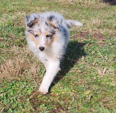 Les chiots de Shetland Sheepdog