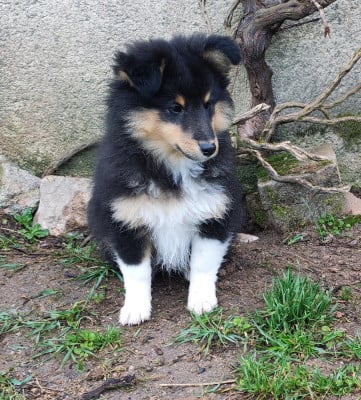 Les chiots de Shetland Sheepdog