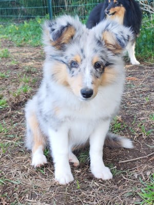 Les chiots de Shetland Sheepdog