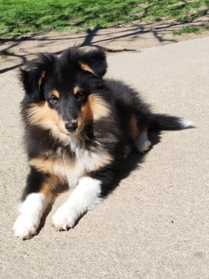 Les chiots de Shetland Sheepdog