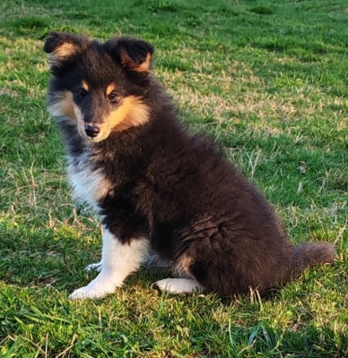 Les chiots de Shetland Sheepdog