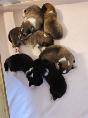 Les chiots de Shetland Sheepdog