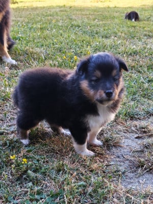 Les chiots de Shetland Sheepdog