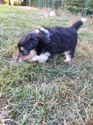 Les chiots de Shetland Sheepdog