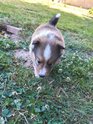 Les chiots de Shetland Sheepdog