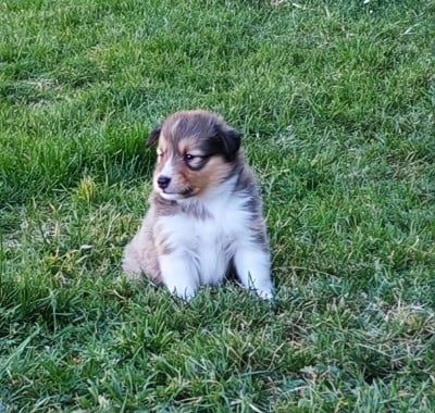 Les chiots de Shetland Sheepdog