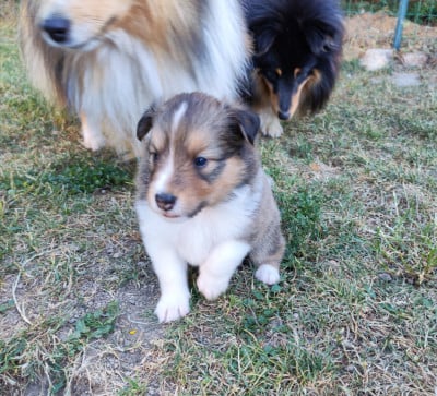 Les chiots de Shetland Sheepdog